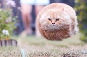 funny flying cat funny flying cat