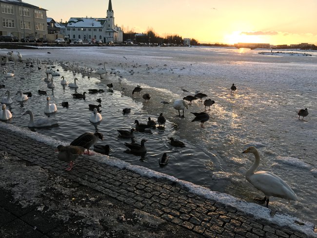 birds in iceland december