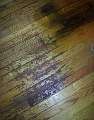 cat pee ruined floor