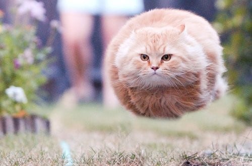 funny flying cat