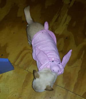 Lil' Miss Meepers Halloween Costume