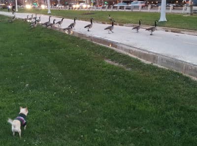 meepers vs geese