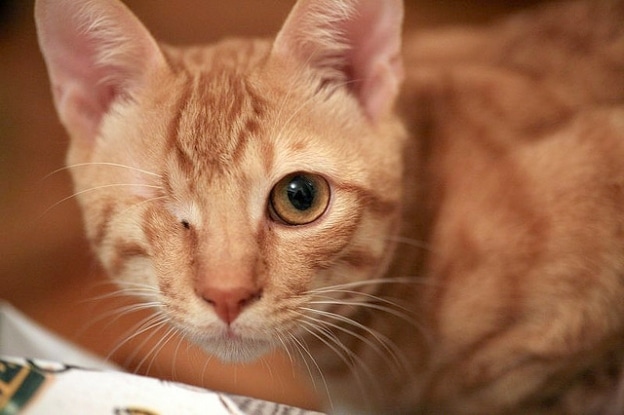 one-eyed cat