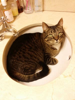 pantaloons laying in sink