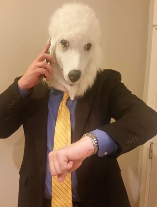 poodle businessman calling london