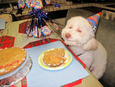 stoned dog birthday party